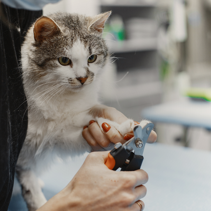 Pet Grooming Supplies