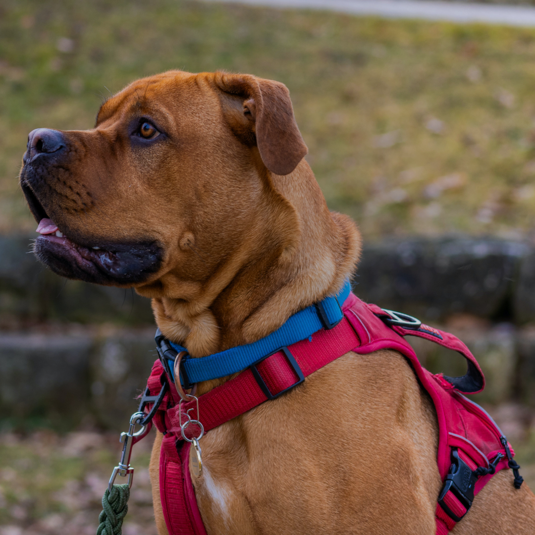 Collars, Leashes & Harnesses