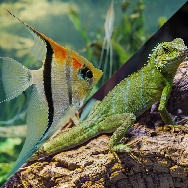 Aquarium & Reptile Supplies