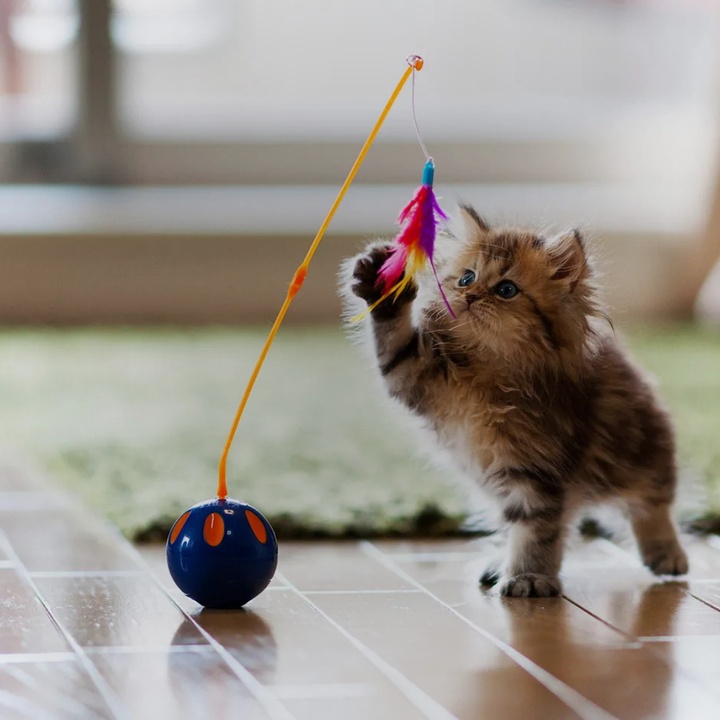 Pet Toys