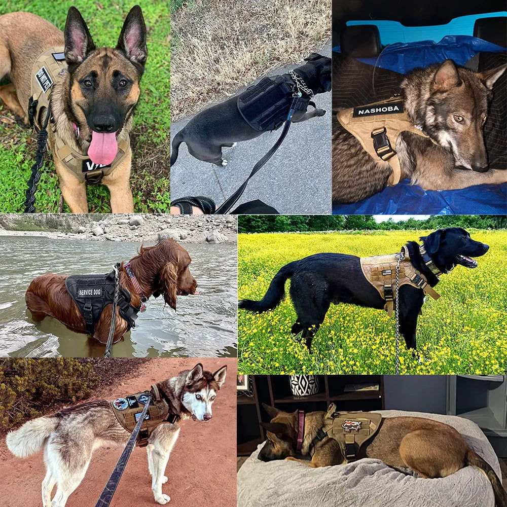 Large Dog Harness & Leash Set for German Shepherd & Malinois